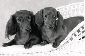 Louie and Nellie