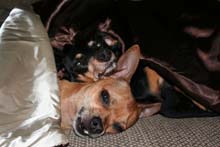 Paco and Heidi forever