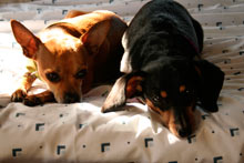 Paco and Heidi