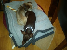 Peet and Lu Yin Yang
