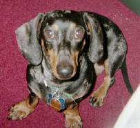 Petey