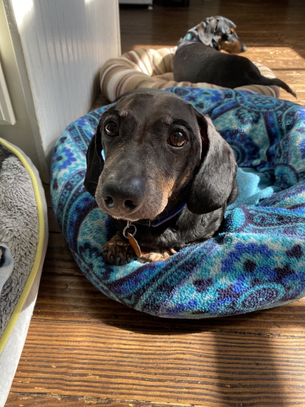 Colby - no fee for 60+ adopter #12561 - Dachshund Rescue of North America