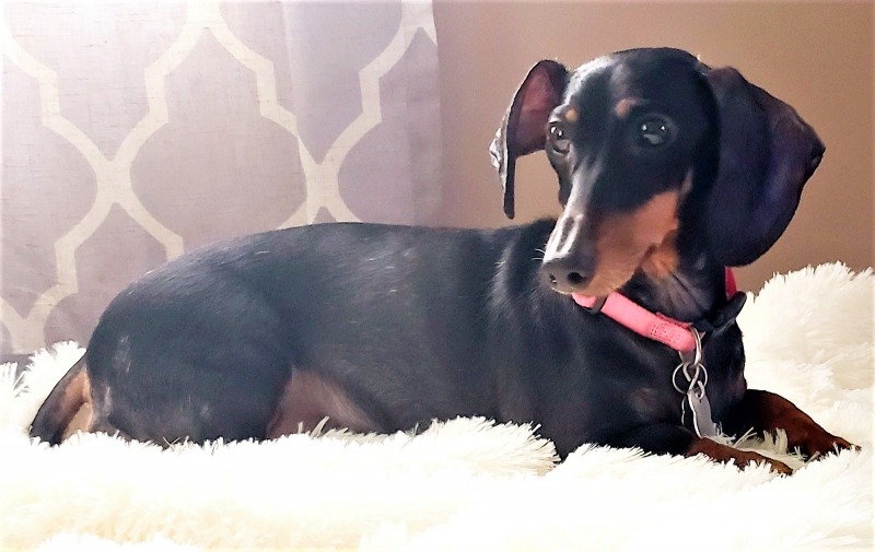 Ellie 12816 Dachshund Rescue of North America