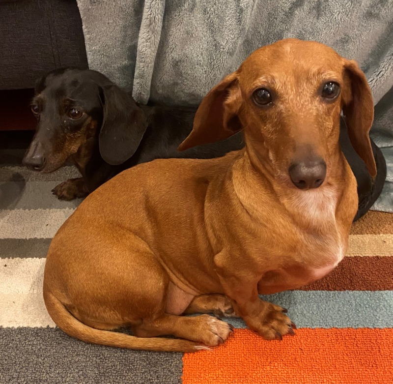 Red hot sale dachshund rescue