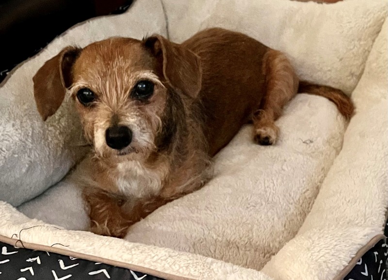 Houston 13052 Dachshund Rescue of North America