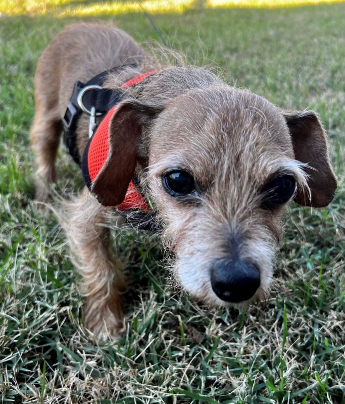 Houston 13052 Dachshund Rescue of North America