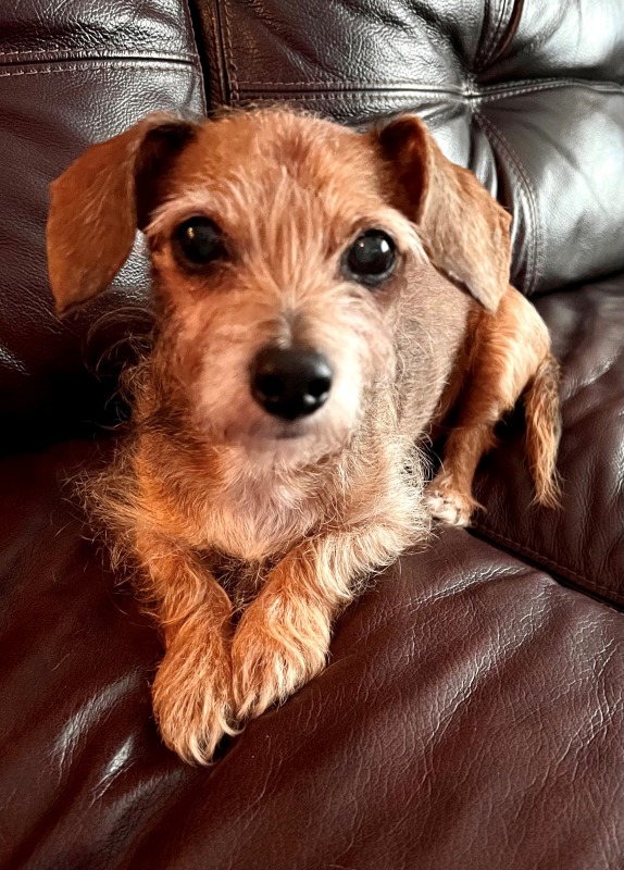 Houston 13052 Dachshund Rescue of North America