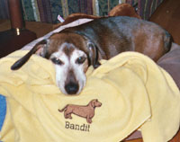 Bandit after surgery
