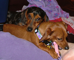 Bella and Sachi
