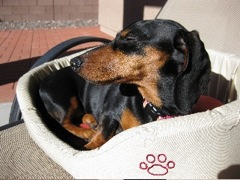 Brandy rides happily