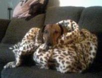 Brownie the princess