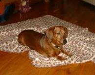 Brownie