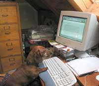 Buddy surfs the net