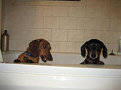 Frankie and Scooter