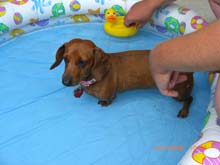 ginger swimming