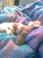 Layla and Gracie