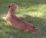Heidi overweight