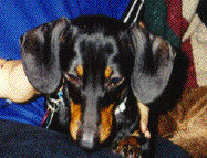 Heidi formerly Sapphire